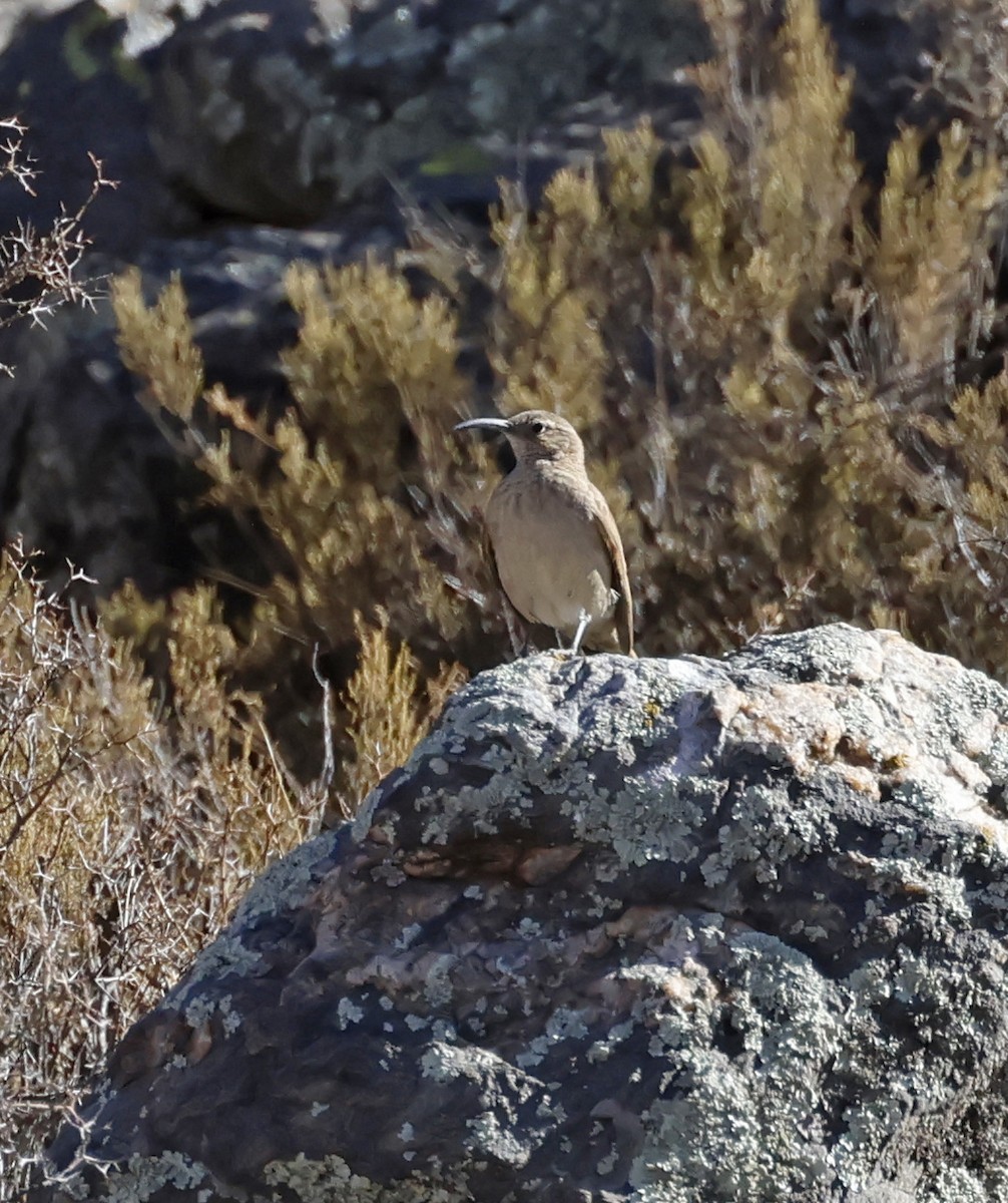 Upucerthie des buissons - ML649529580