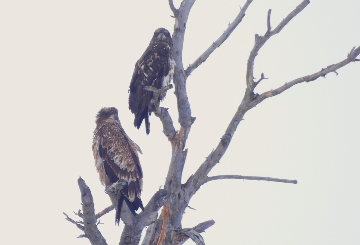 Bald Eagle - ML649529597