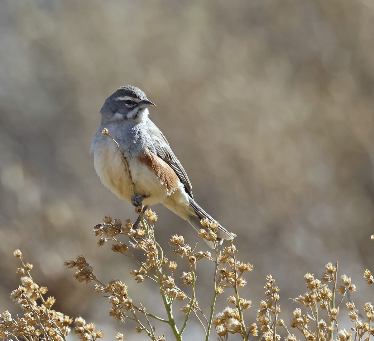 Tangara à gilet - ML649529605