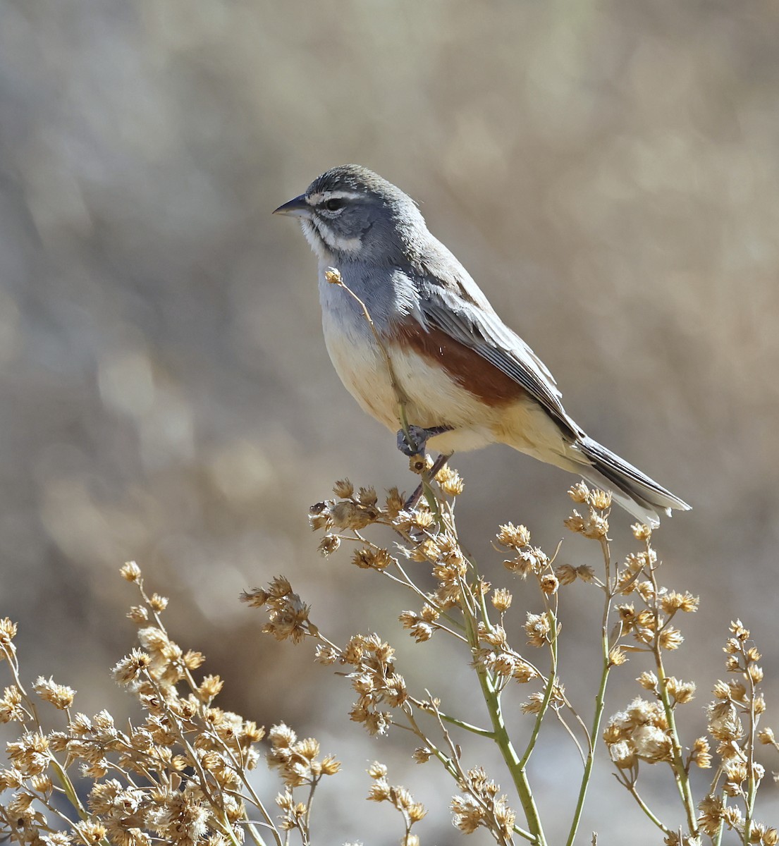 Tangara à gilet - ML649529606