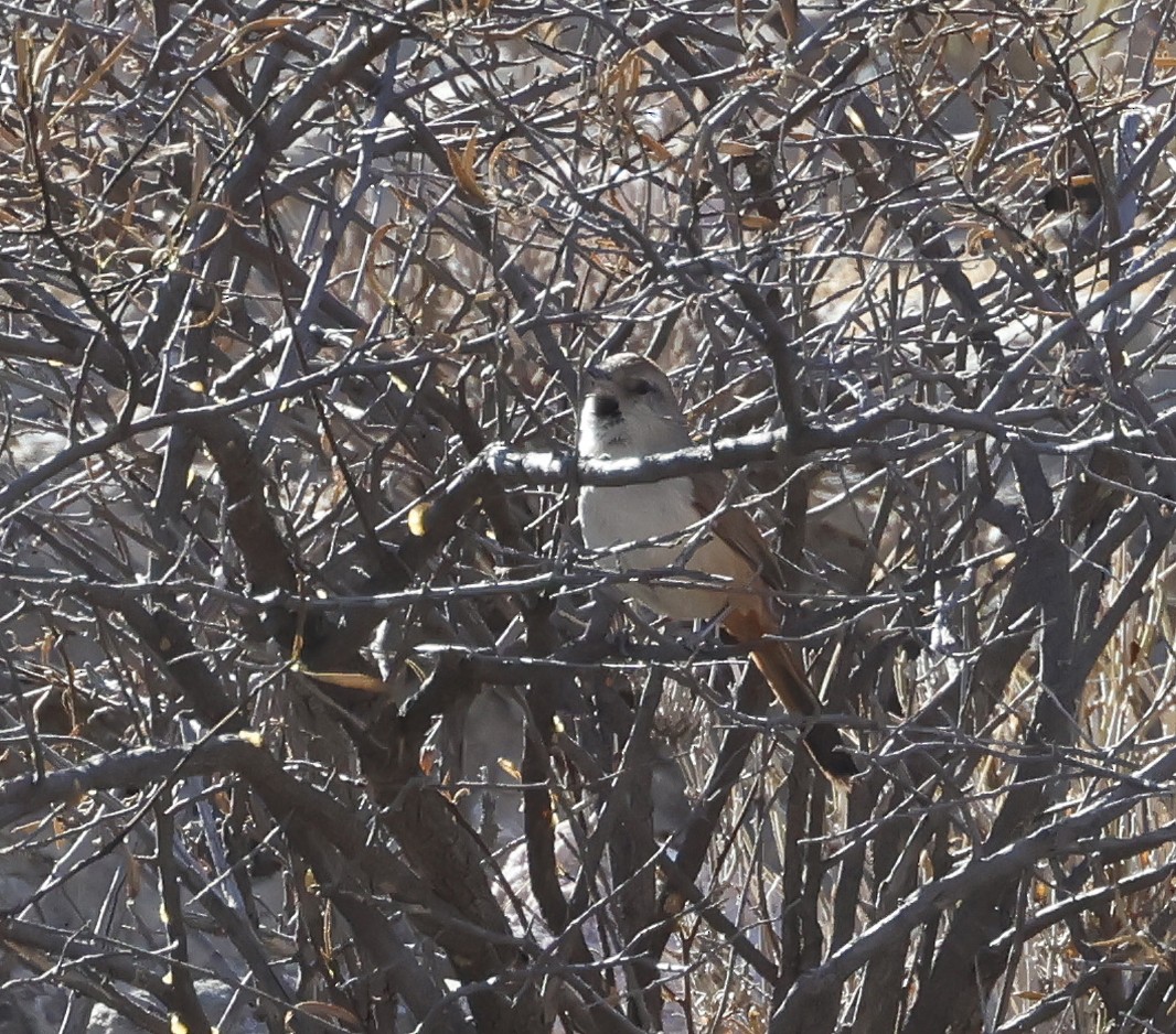 Synallaxe de d'Orbigny - ML649529616