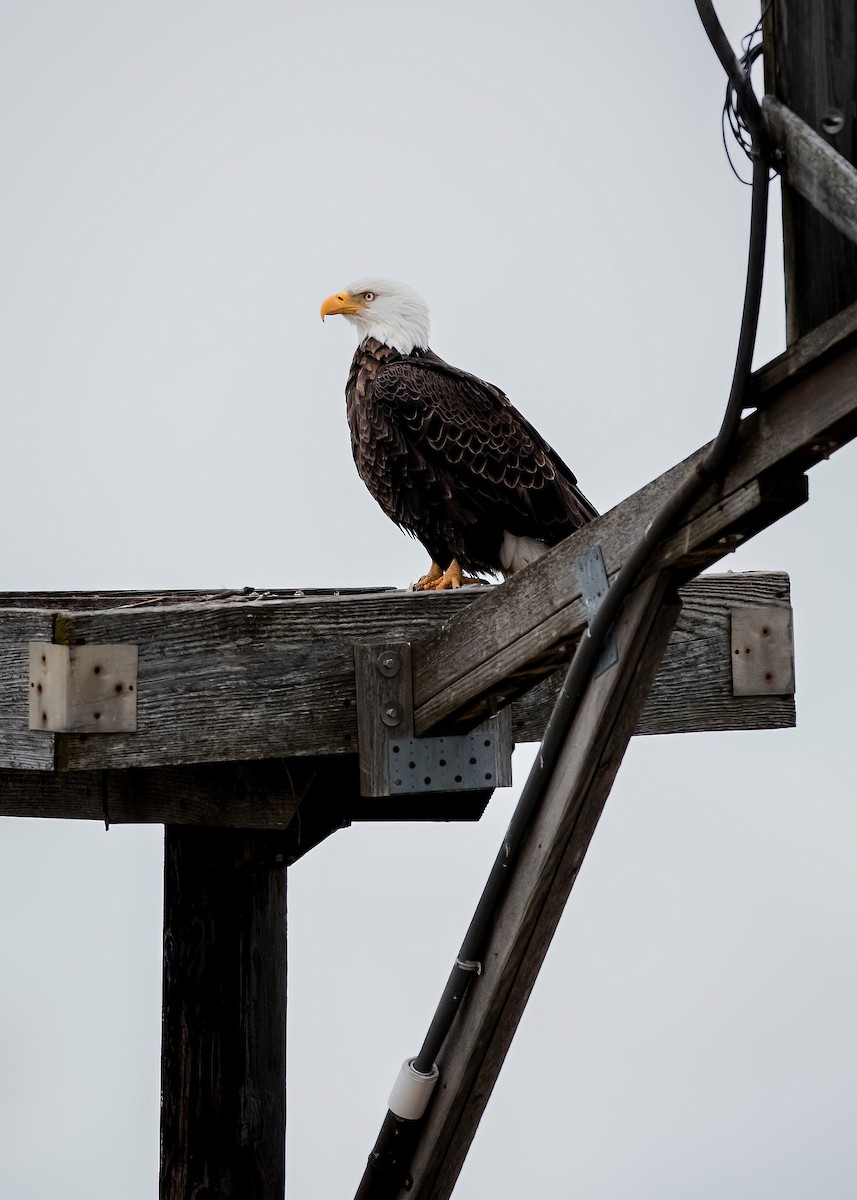 Bald Eagle - ML649529802