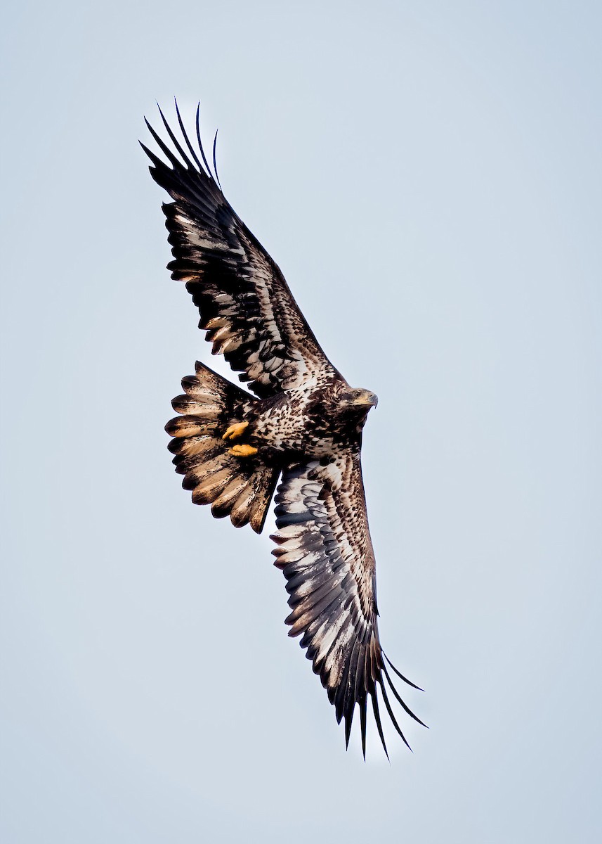 Bald Eagle - ML649529803