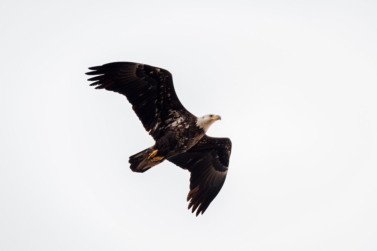 Bald Eagle - ML649529804