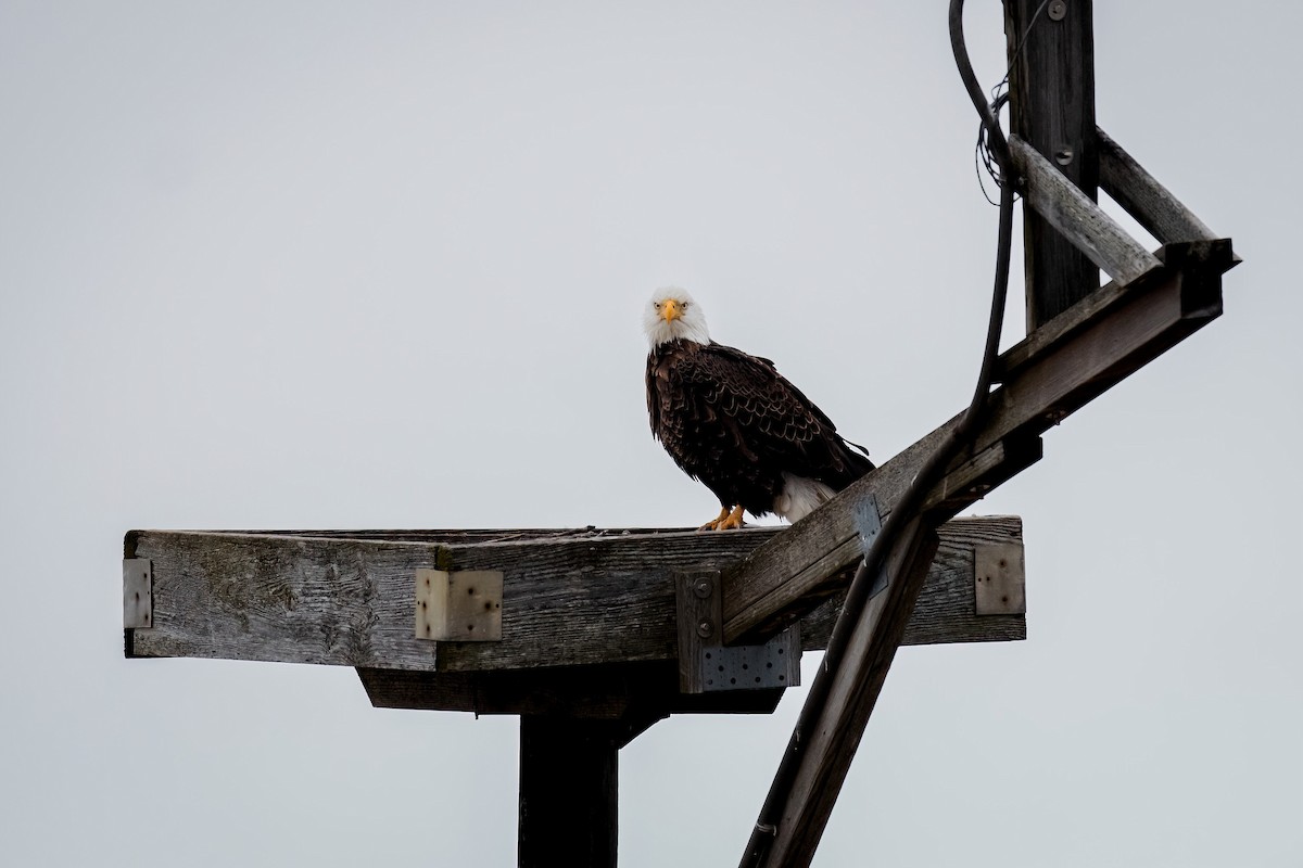 Bald Eagle - ML649529805