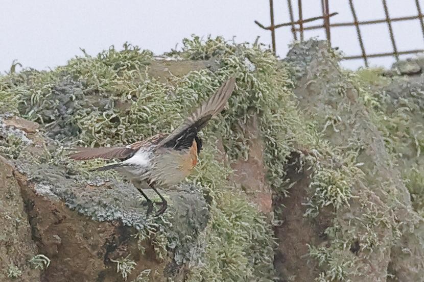 Siberian Stonechat - ML649529920