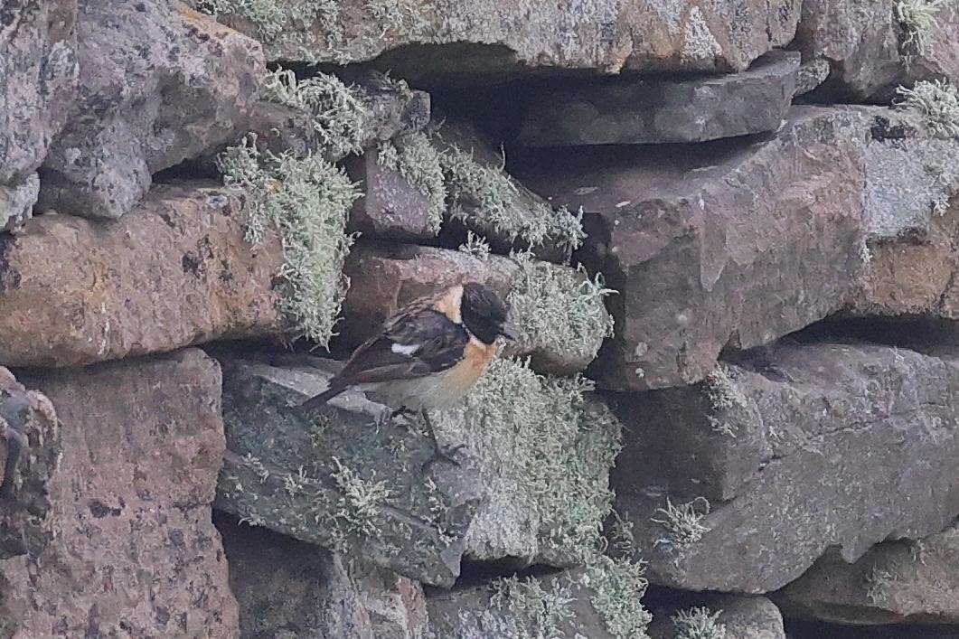 Siberian Stonechat - ML649529921