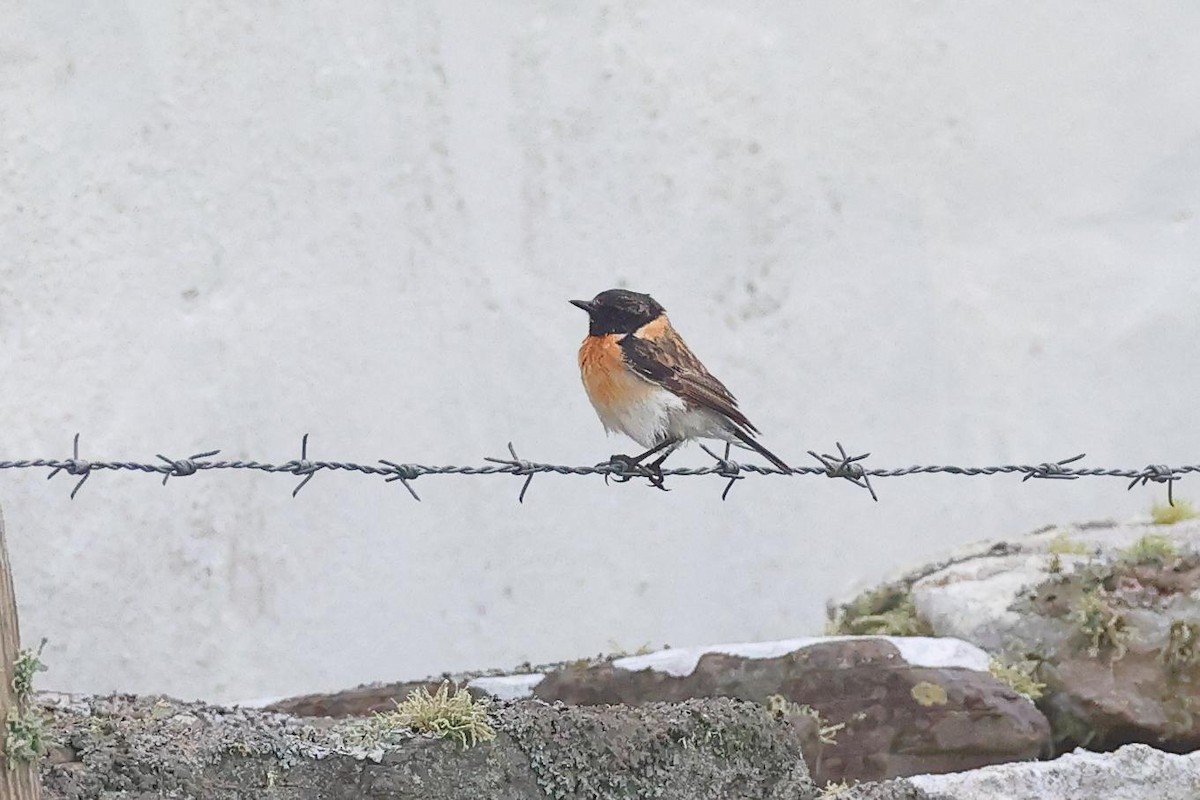 Siberian Stonechat - ML649529923