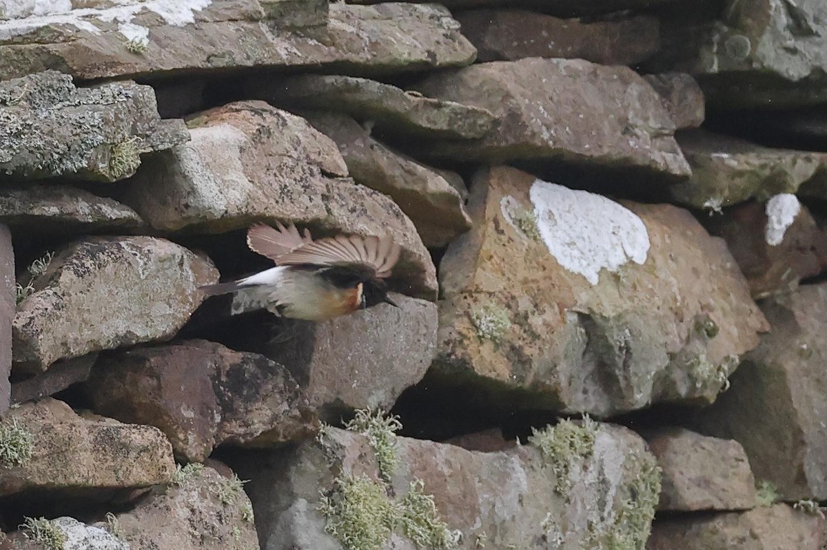 Siberian Stonechat - ML649529924