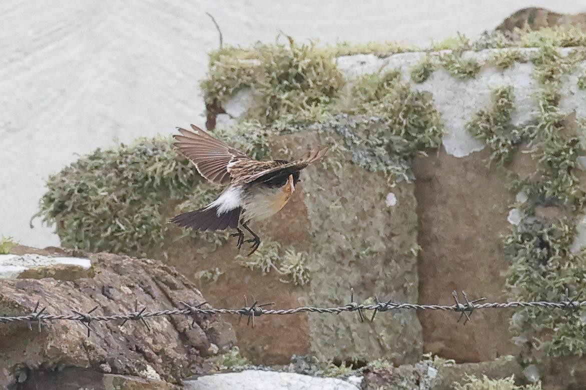 Siberian Stonechat - ML649529925