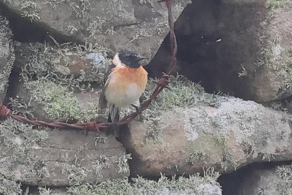 Siberian Stonechat - ML649529926