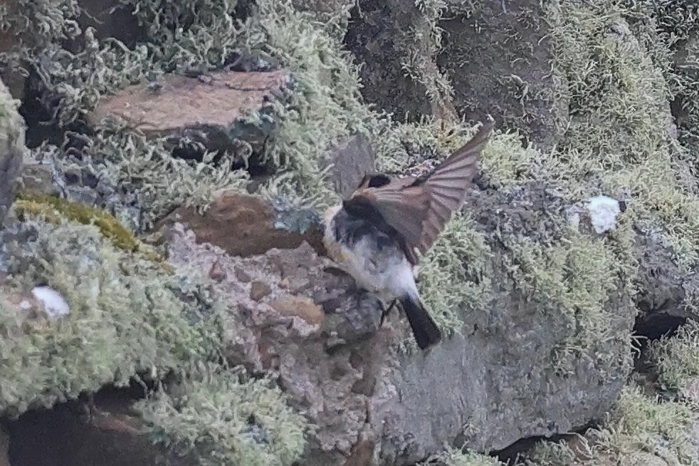 Siberian Stonechat - ML649529927