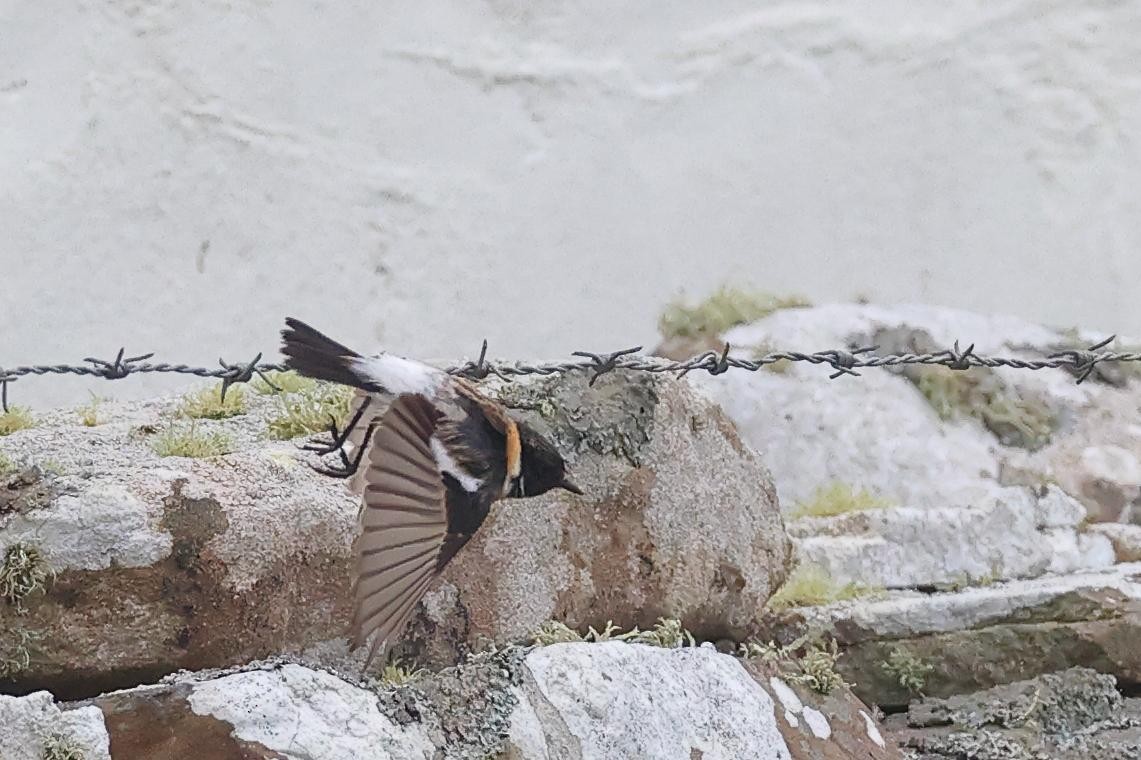 Siberian Stonechat - ML649529928
