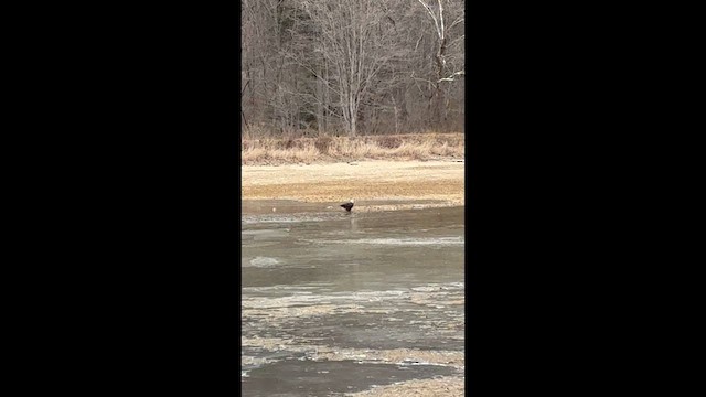 Bald Eagle - ML649529949