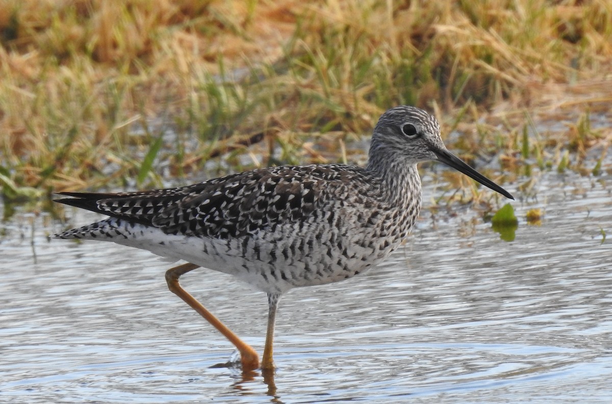 vodouš velký - ML649530381