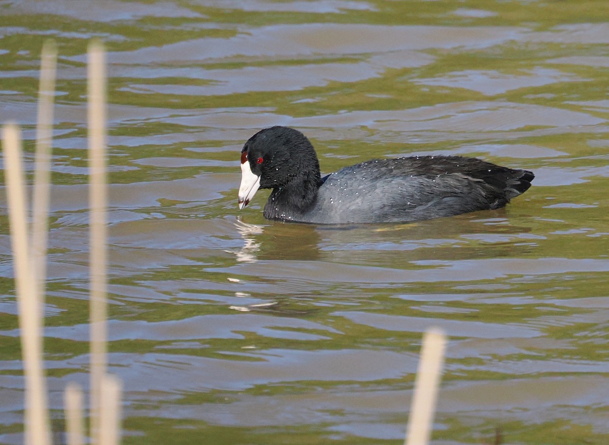 Лиска американська - ML649530734