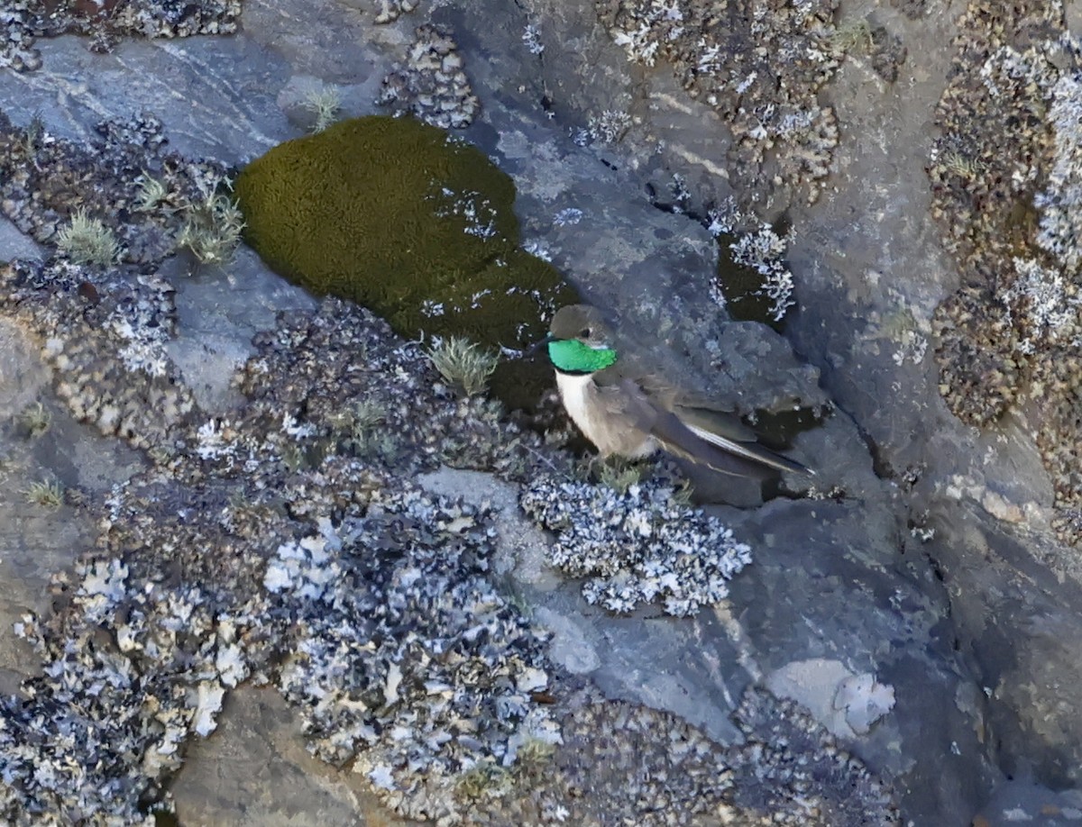 Colibri d'Estelle - ML649530761