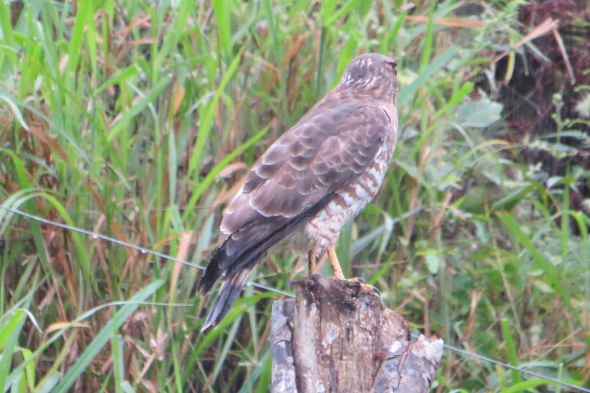 Geniş Kanatlı Şahin - ML649531961