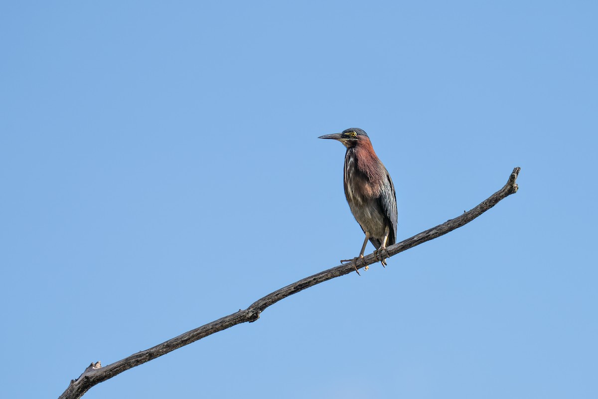 Green Heron - ML649532624