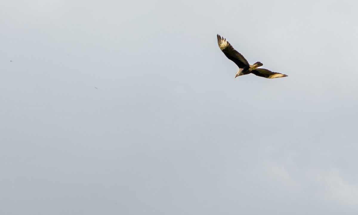 Crested Caracara (Northern) - ML649533128