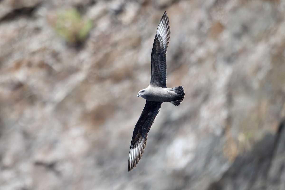 Kermadec Petrel - ML649533599