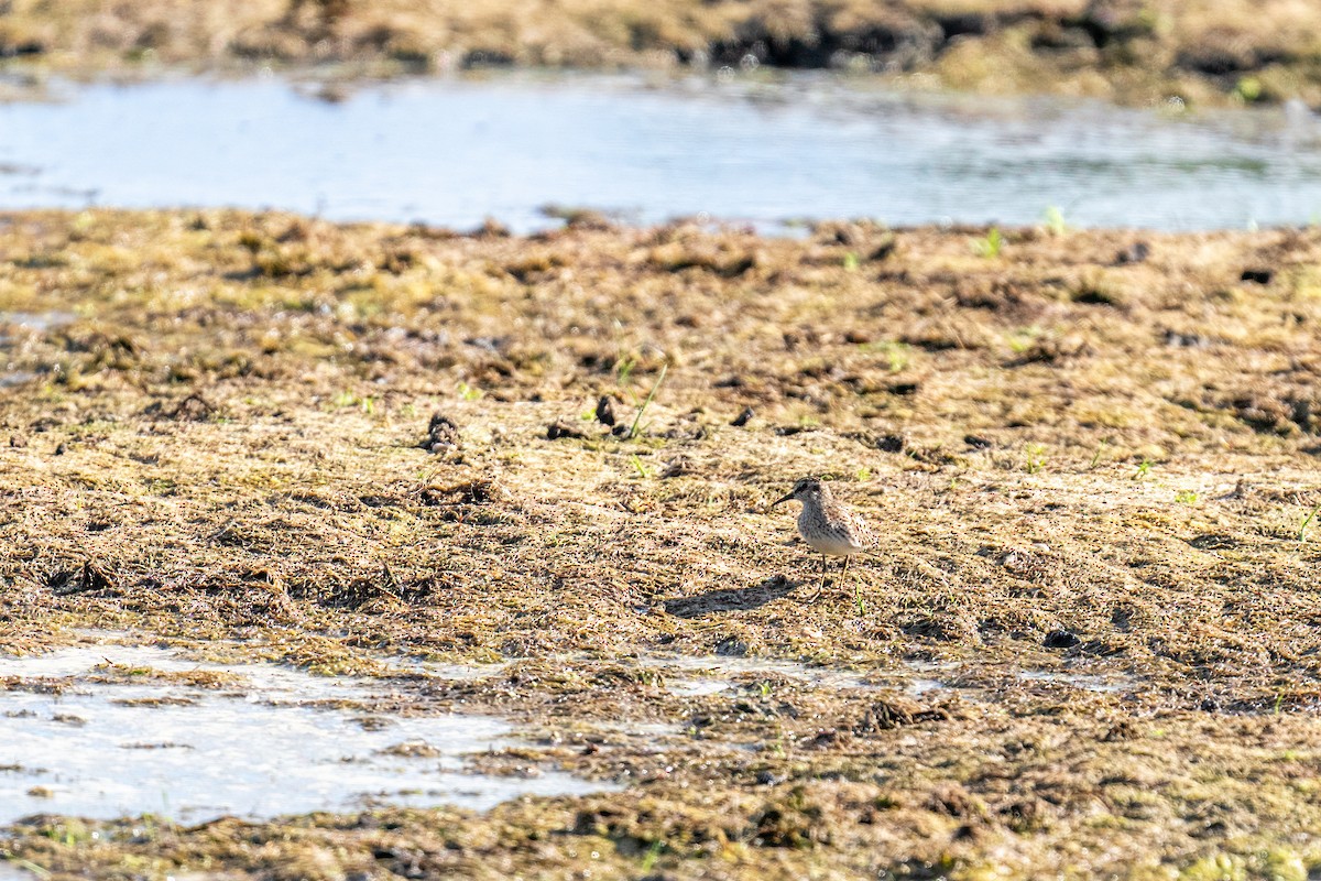 Least Sandpiper - ML649533683