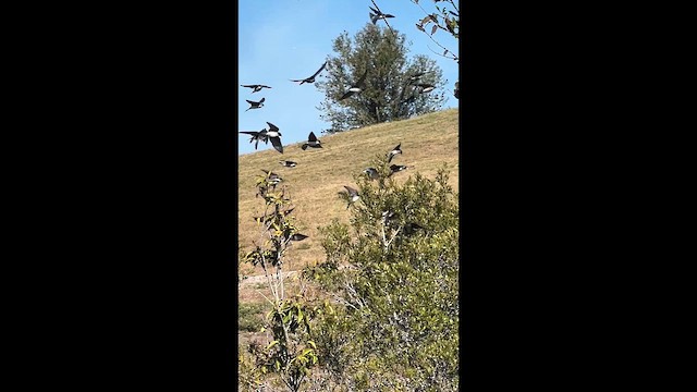 Tree Swallow - ML649533711