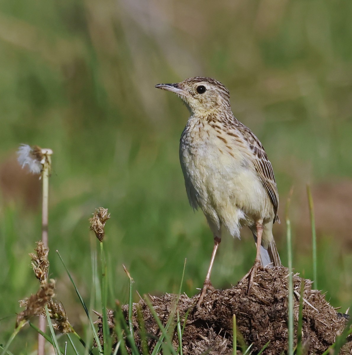 Yellowish Pipit - ML649534302
