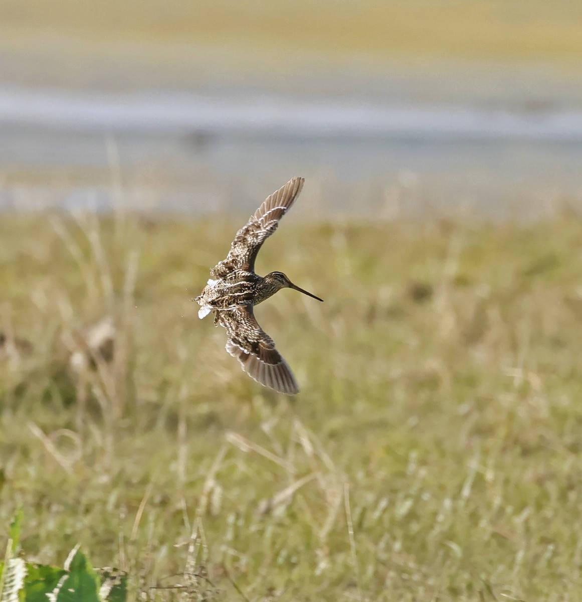Pantanal Snipe - ML649534334