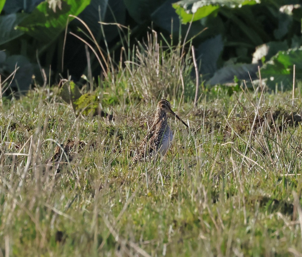 Pantanal Snipe - ML649534335