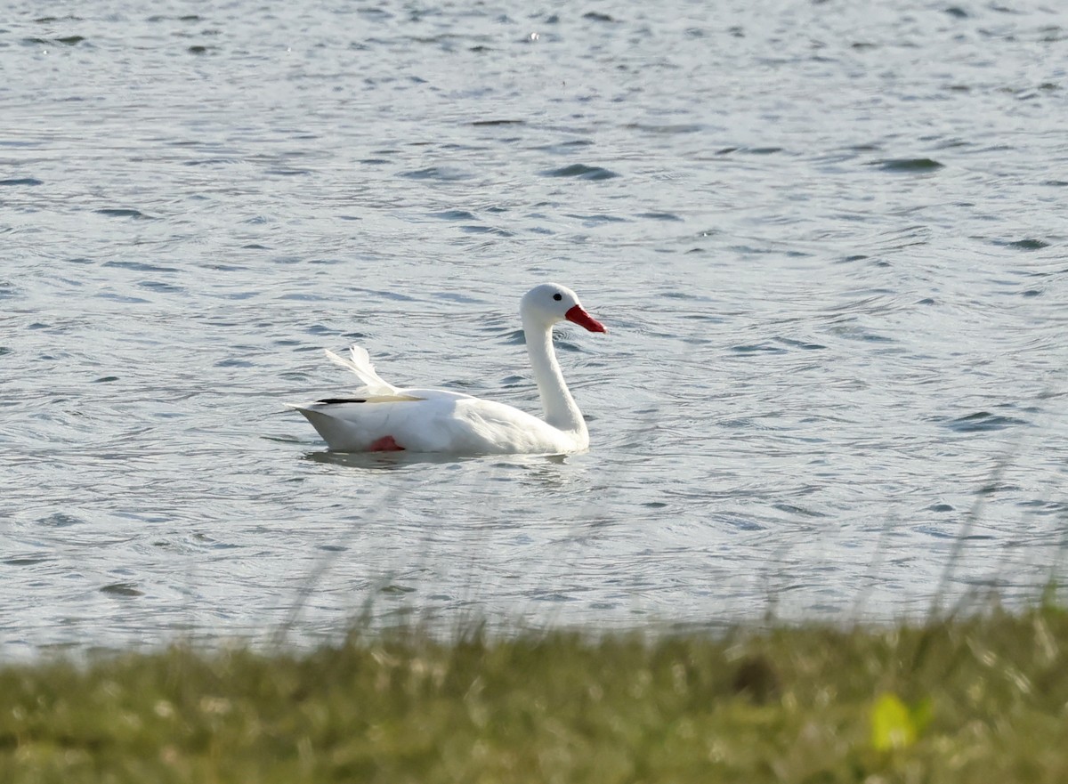 Koskoroba beltxarga - ML649534361