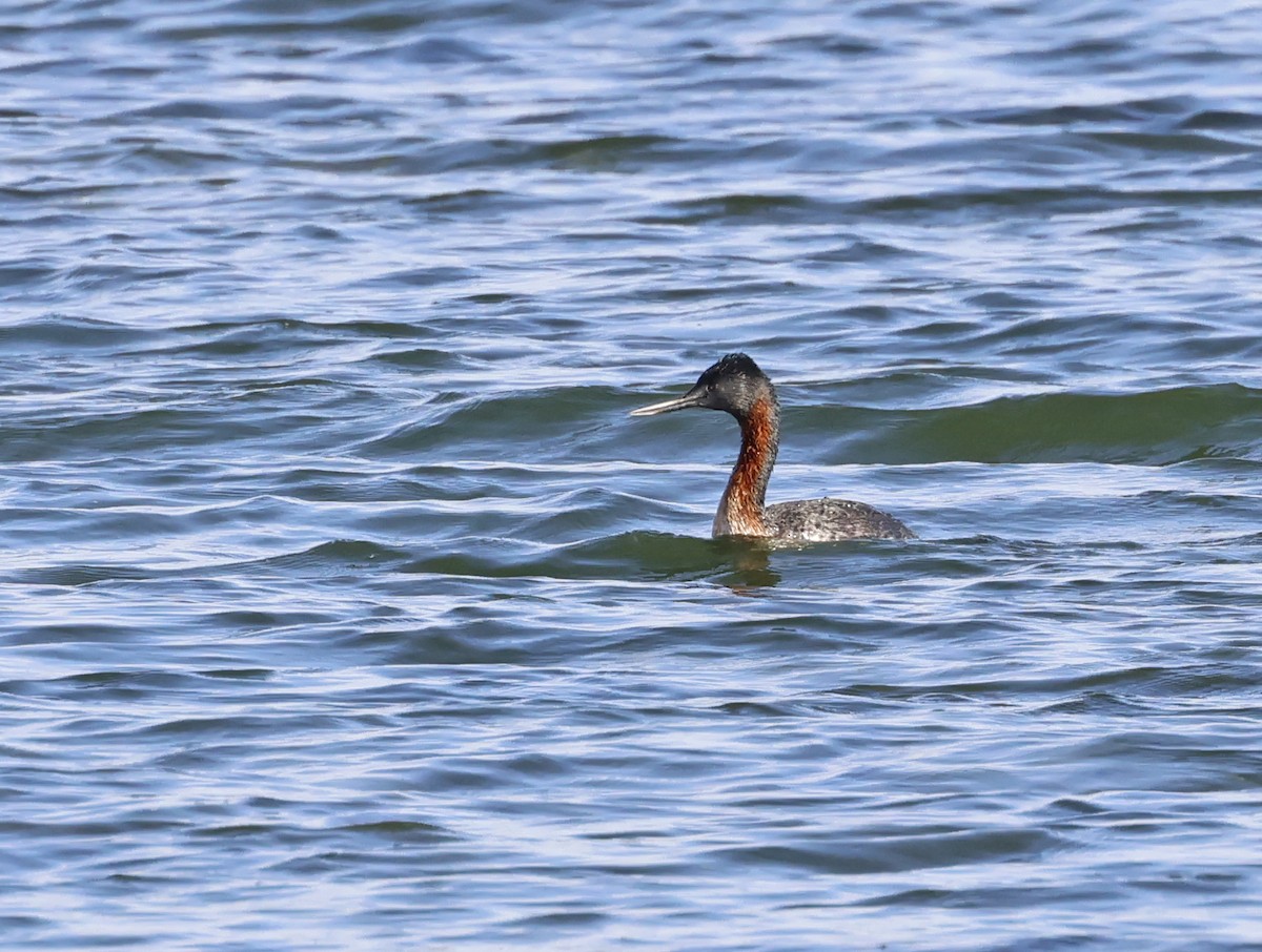 Murgil handia - ML649534385