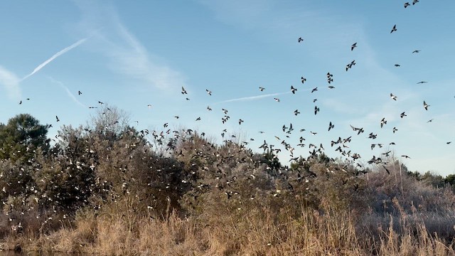 Tree Swallow - ML649534644