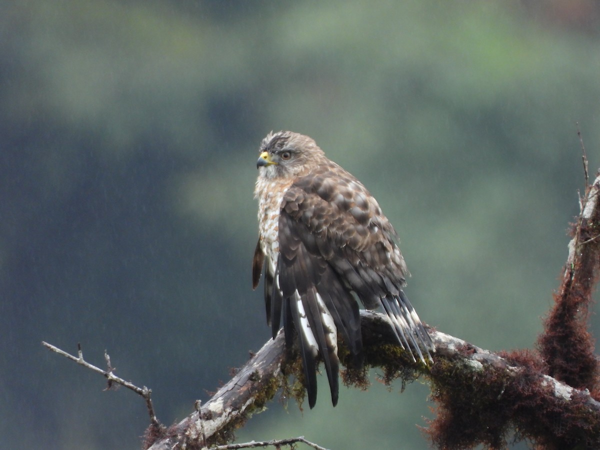 Geniş Kanatlı Şahin - ML649534756