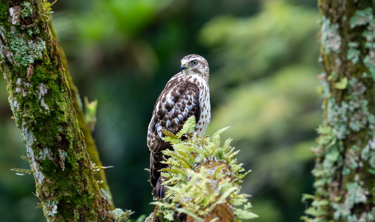 Geniş Kanatlı Şahin - ML649535354