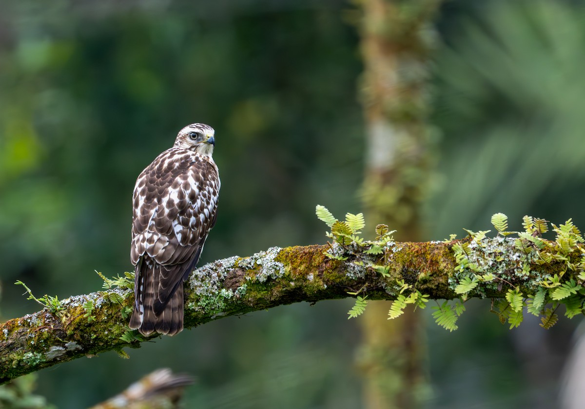 Geniş Kanatlı Şahin - ML649535356