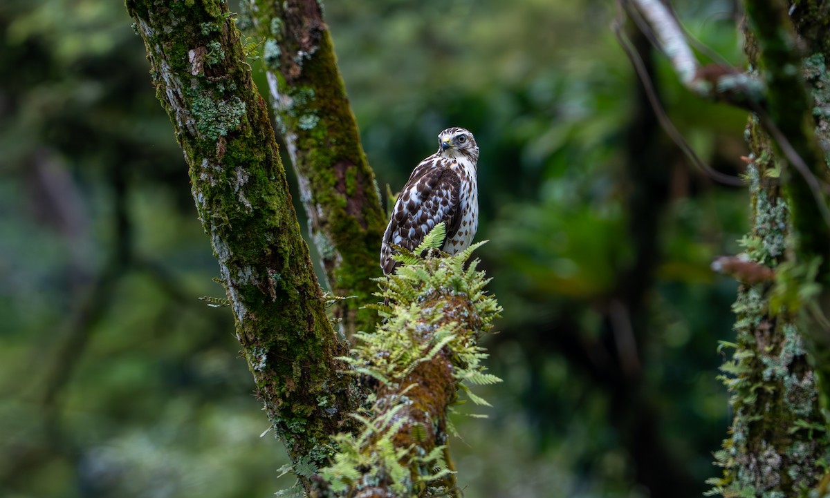 Geniş Kanatlı Şahin - ML649535357