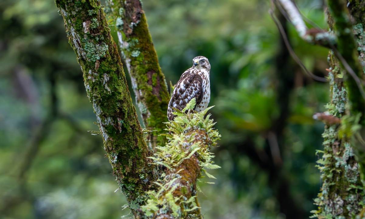 Geniş Kanatlı Şahin - ML649535358