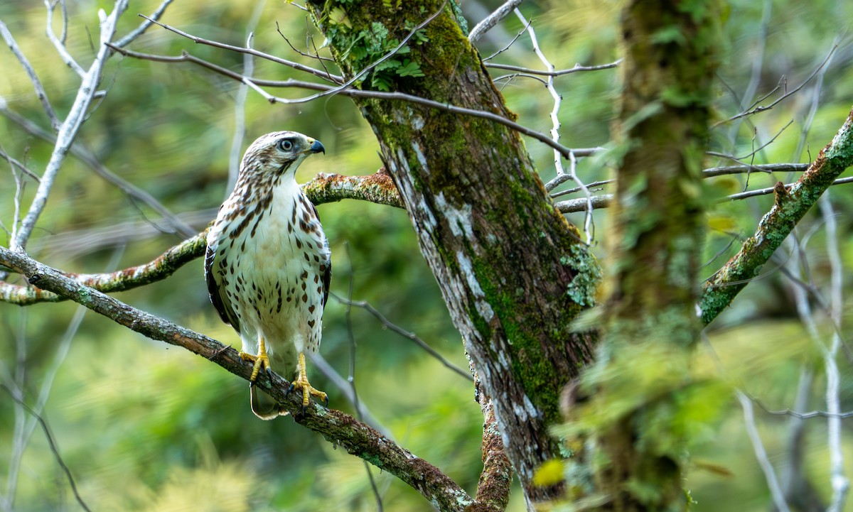 Geniş Kanatlı Şahin - ML649535359