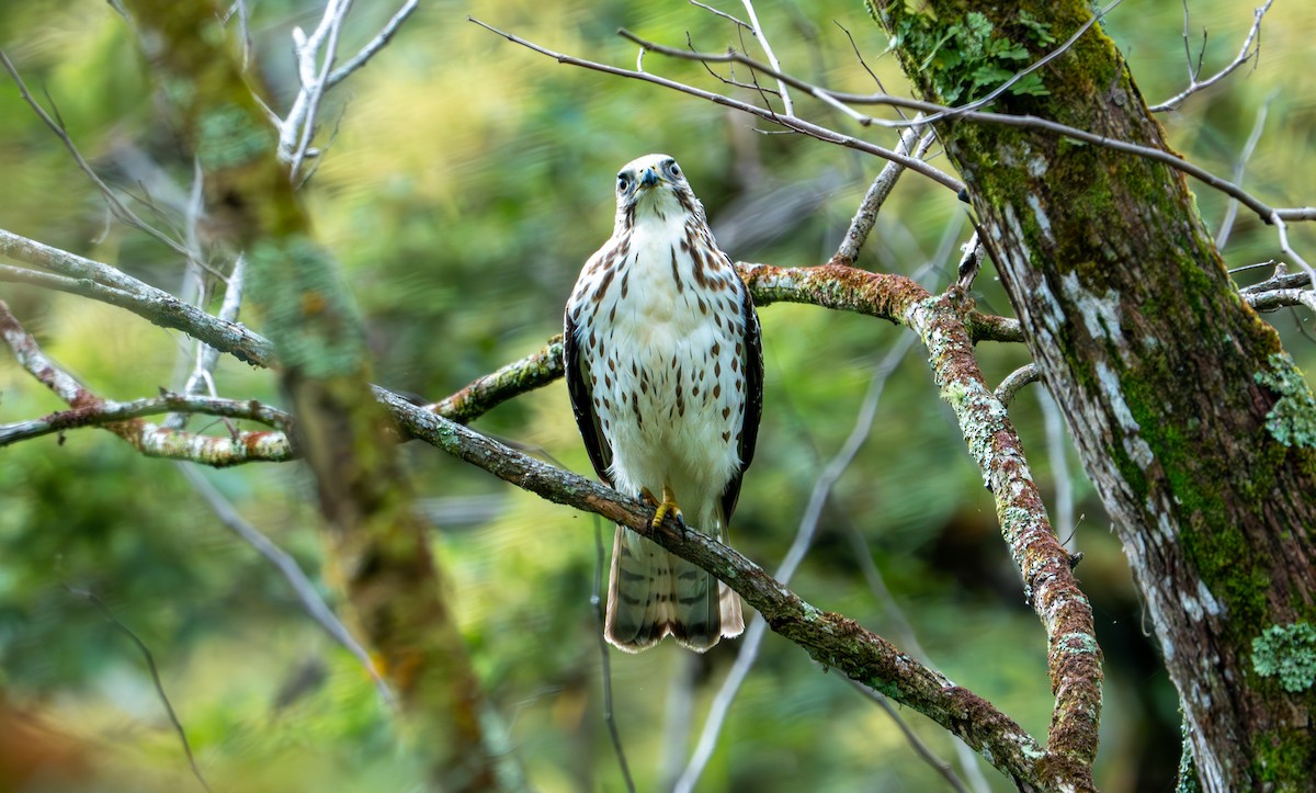 Geniş Kanatlı Şahin - ML649535360