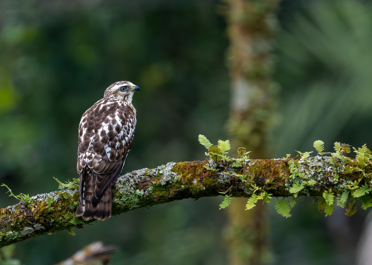 Geniş Kanatlı Şahin - ML649535361