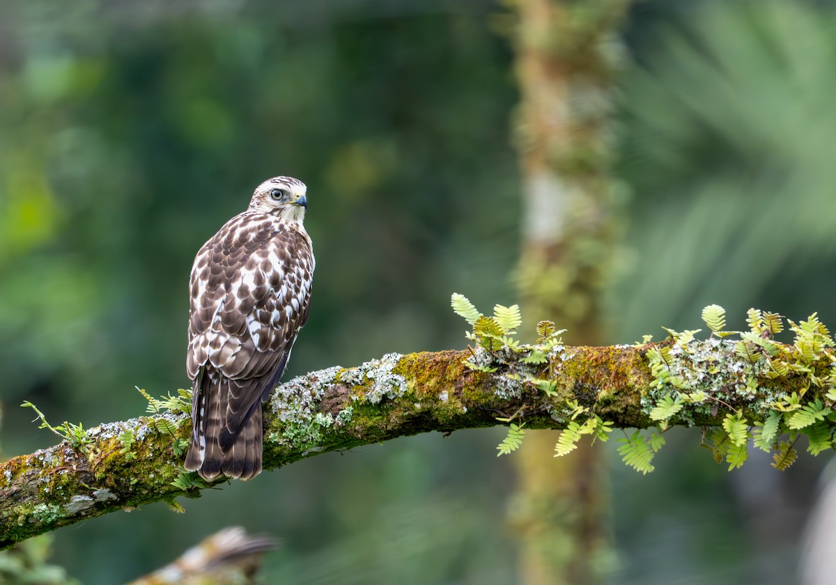 Geniş Kanatlı Şahin - ML649535362