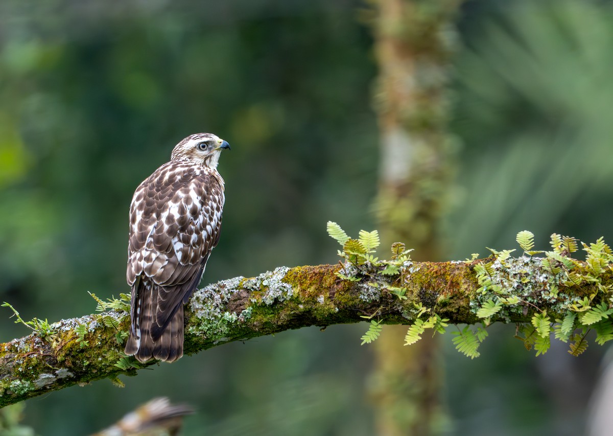 Geniş Kanatlı Şahin - ML649535363