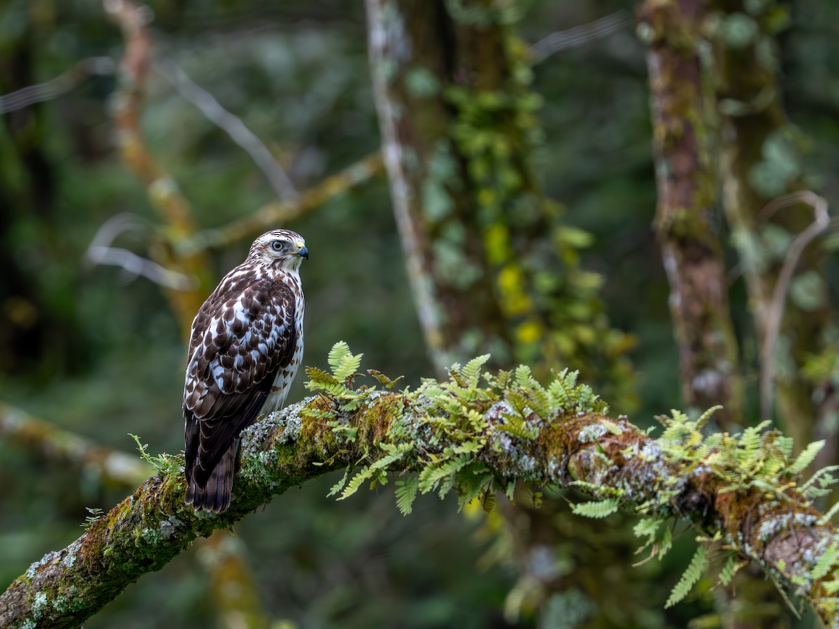 Geniş Kanatlı Şahin - ML649535364
