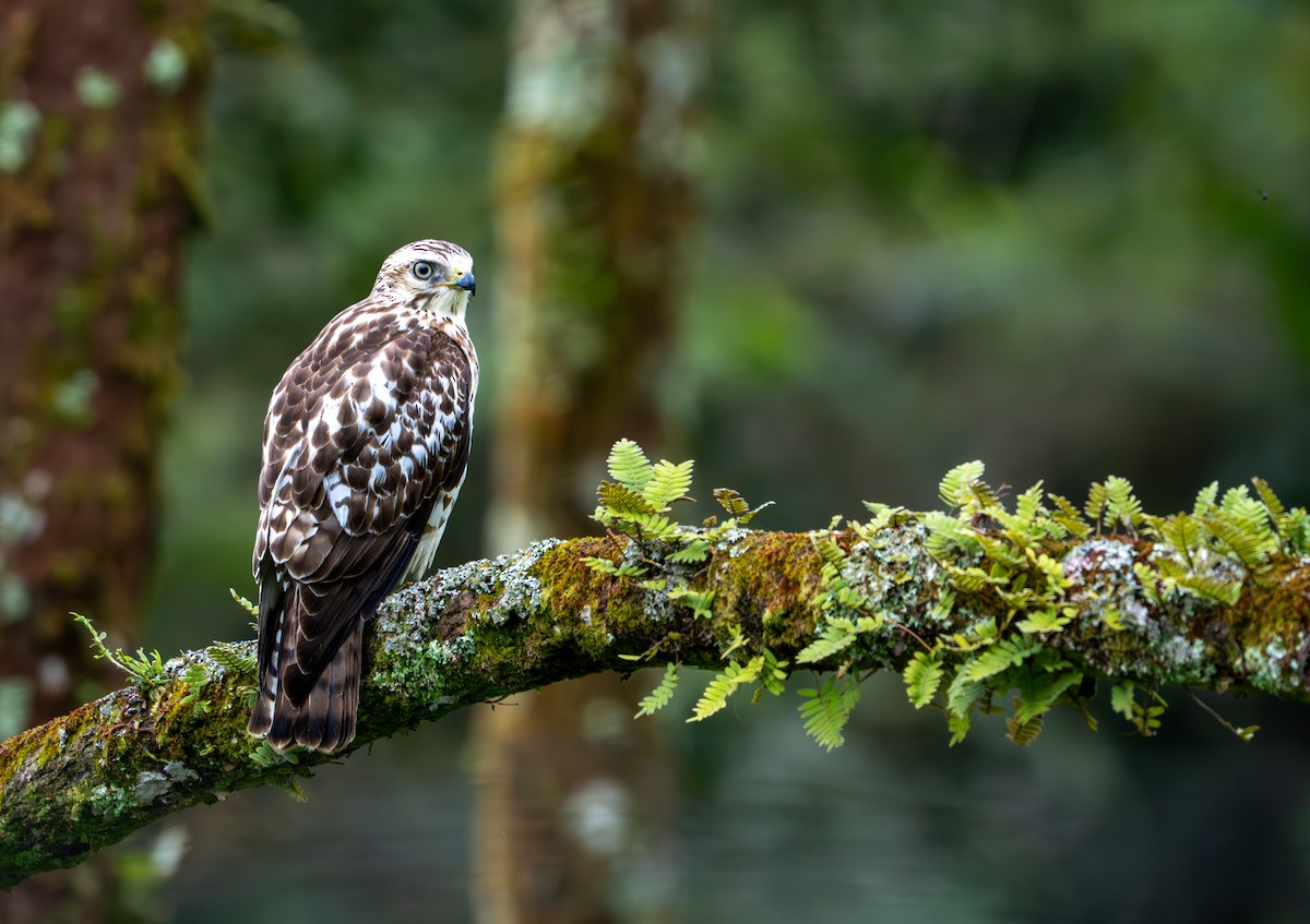 Geniş Kanatlı Şahin - ML649535365