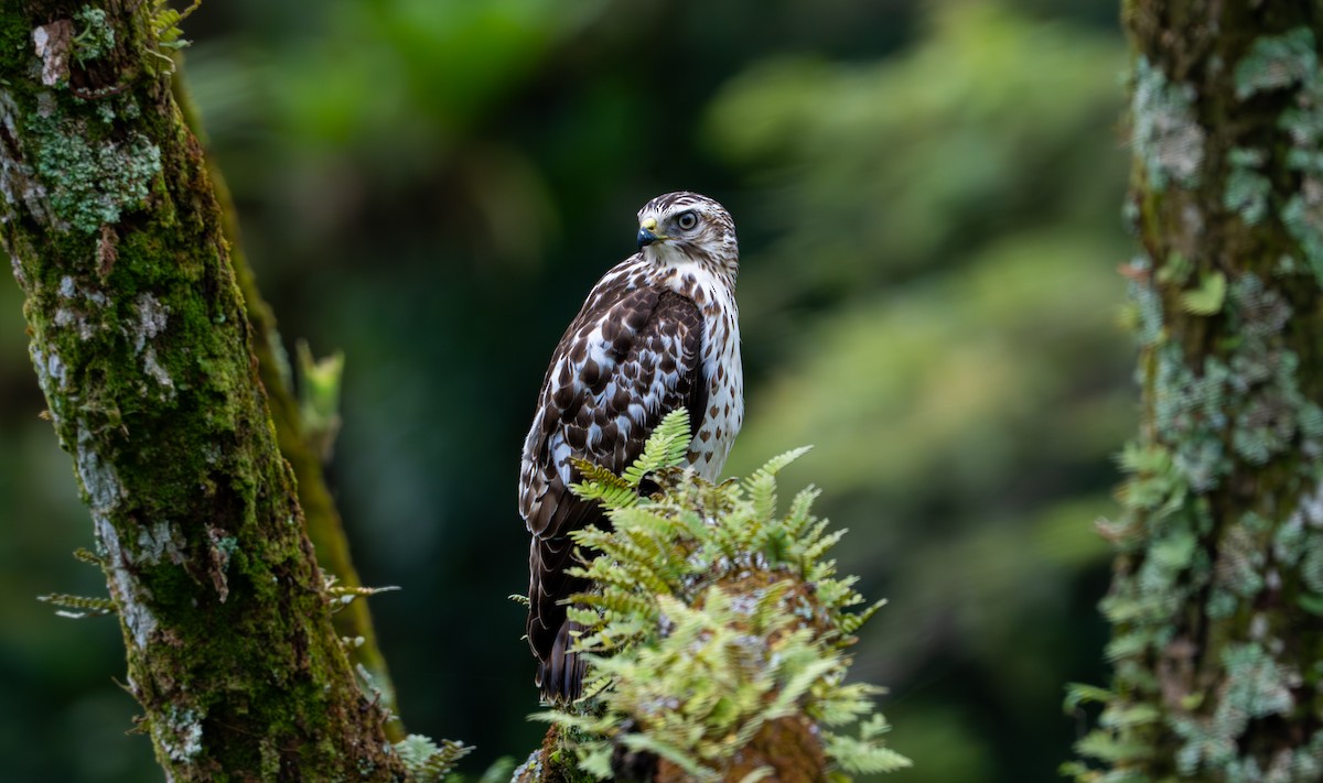 Geniş Kanatlı Şahin - ML649535366