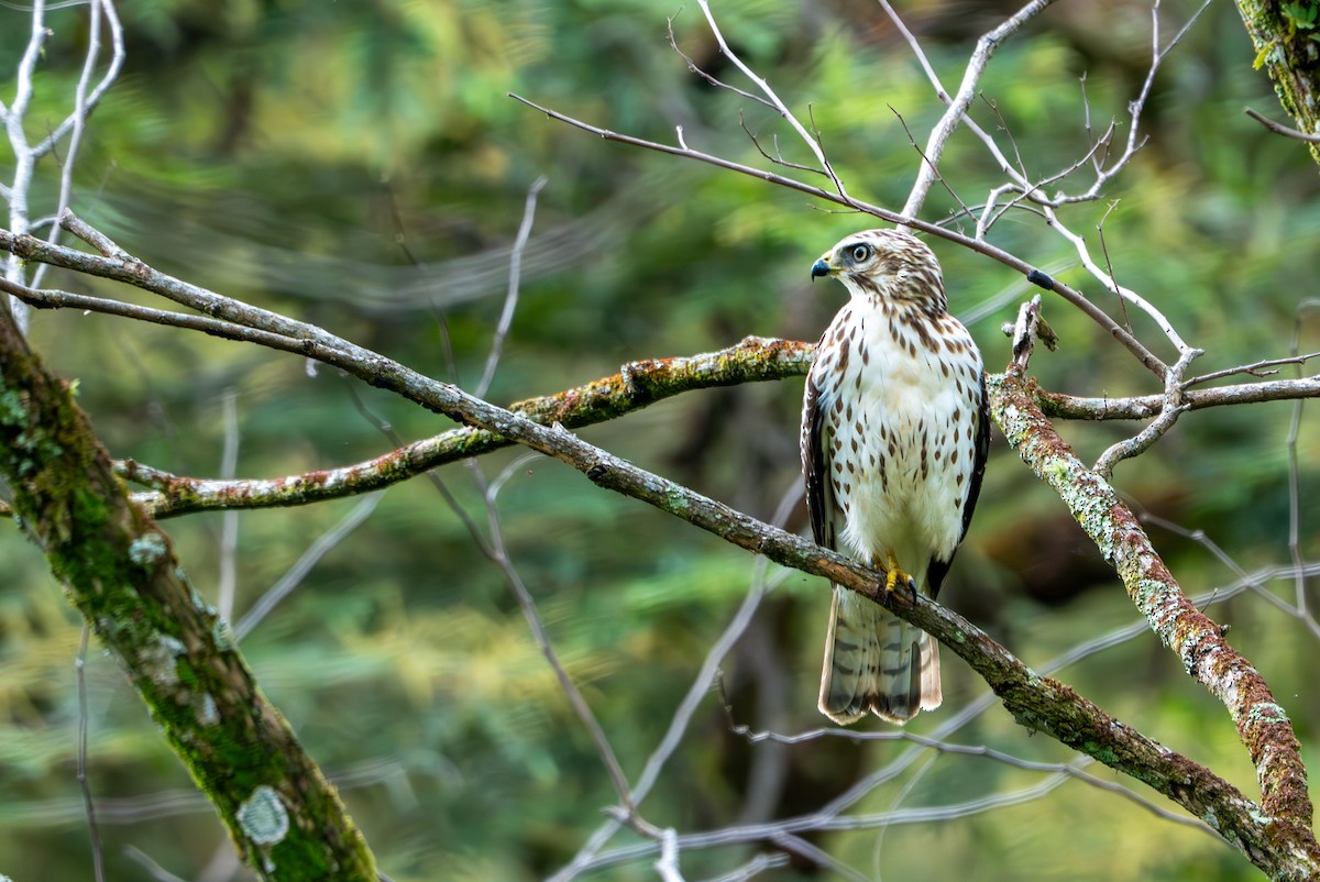 Geniş Kanatlı Şahin - ML649535367