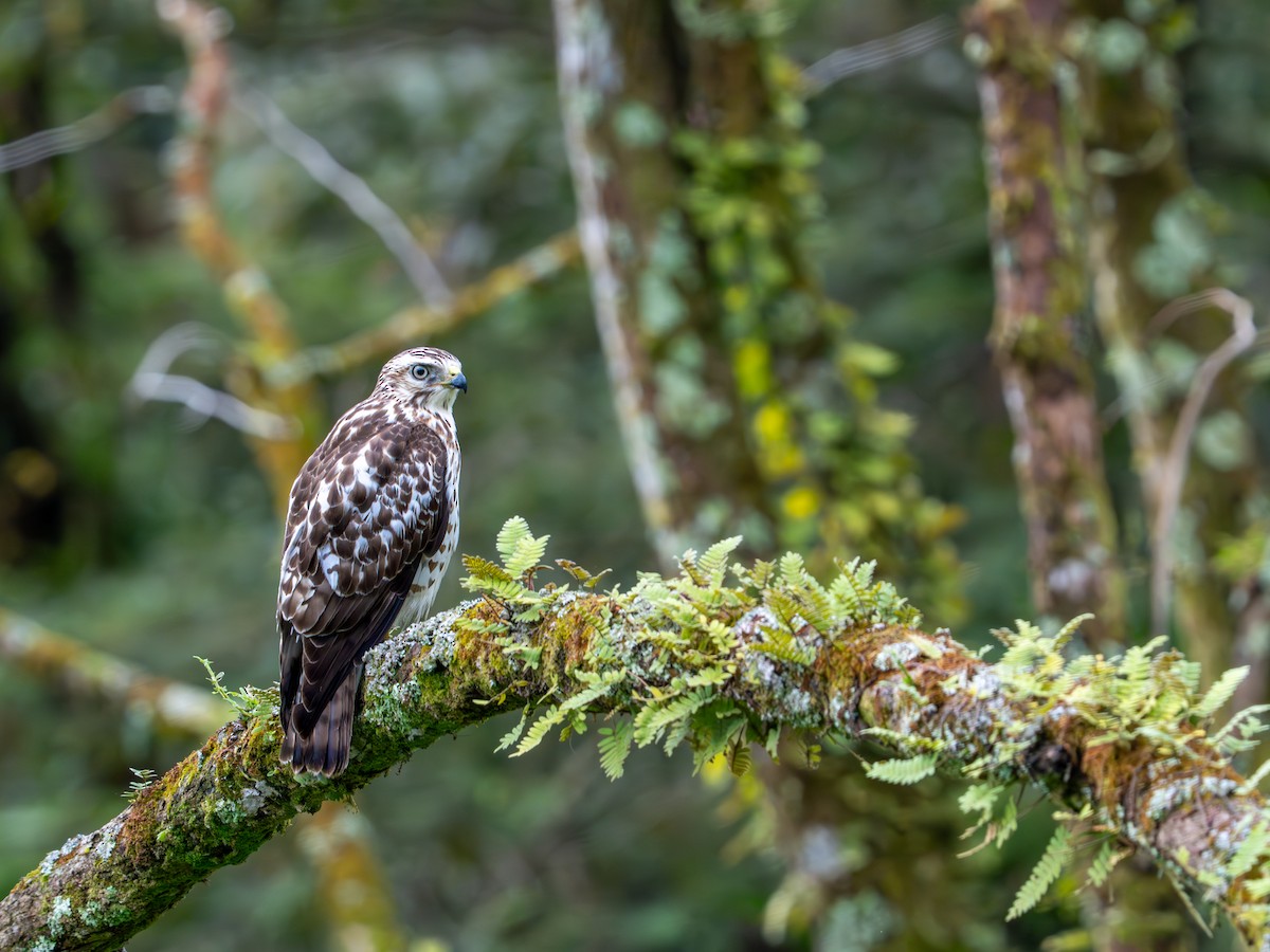 Geniş Kanatlı Şahin - ML649535368