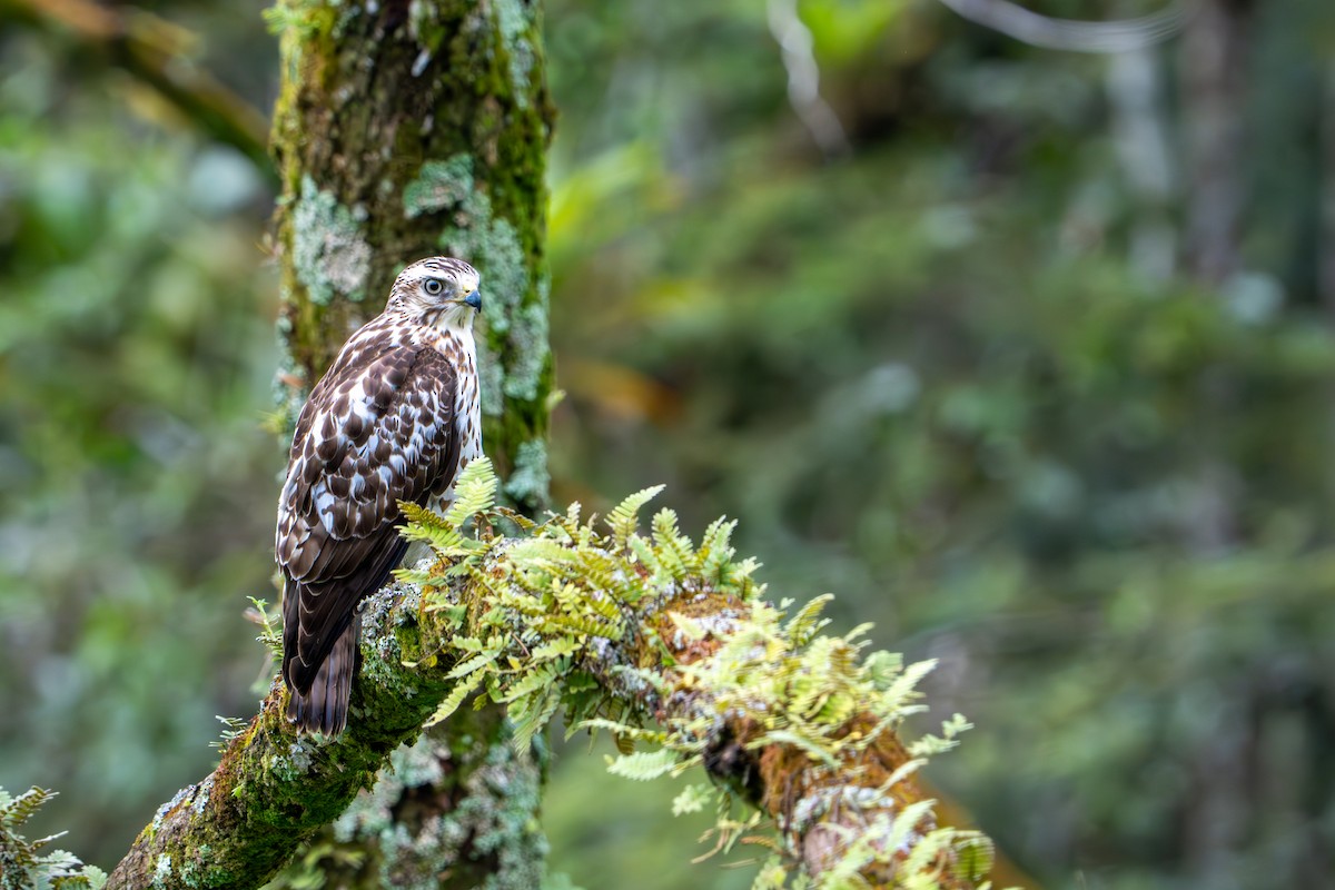 Geniş Kanatlı Şahin - ML649535369