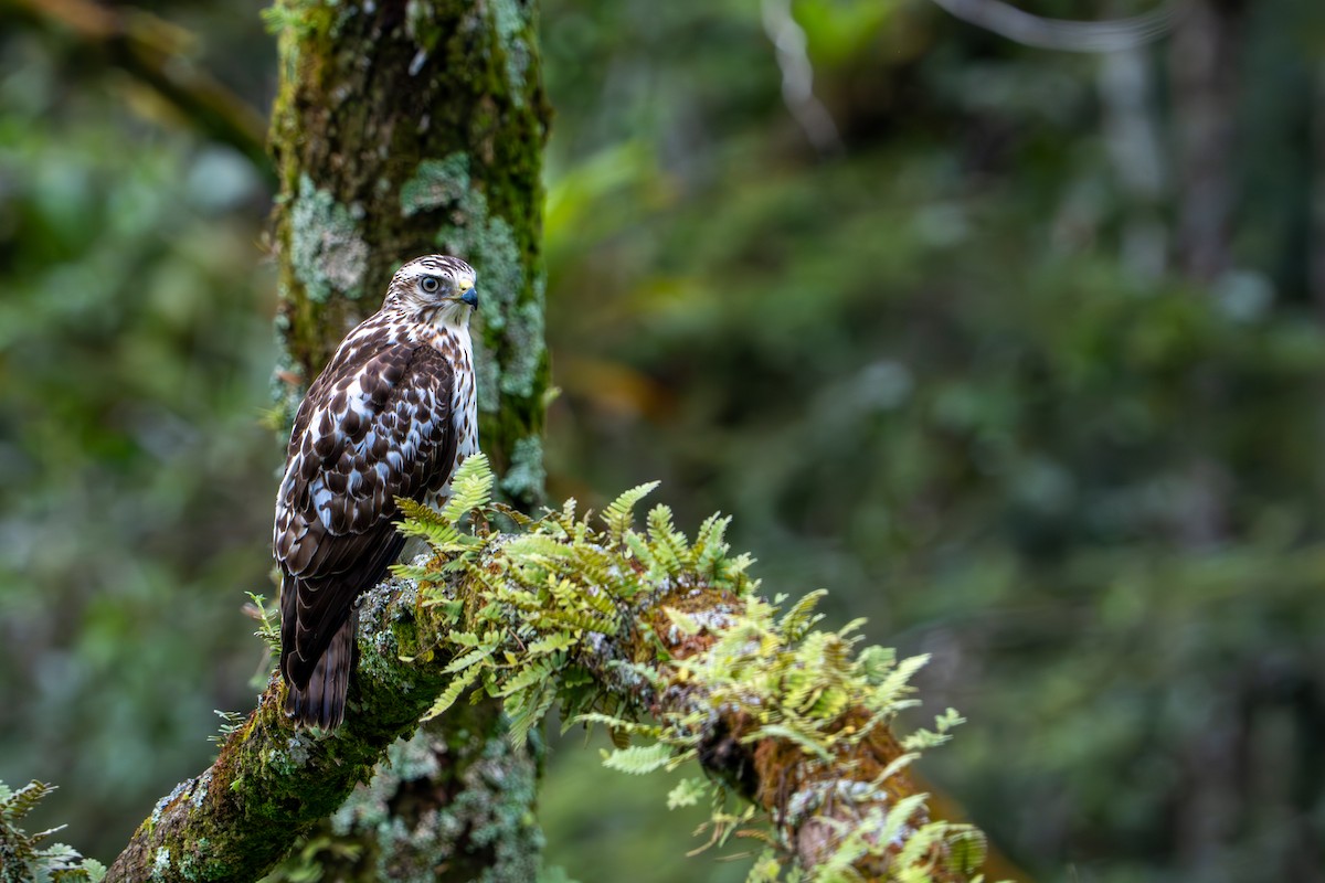 Geniş Kanatlı Şahin - ML649535370